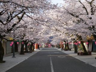 写真：祐徳門前の桜並木