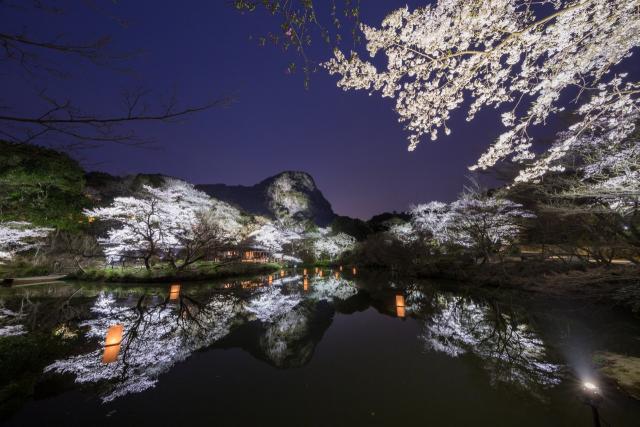 写真：夜桜と池に写り込んだ逆さ桜