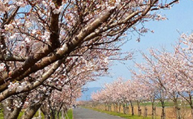 川副さくらロードの桜の画像