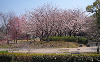 佐賀城公園の桜の画像
