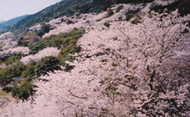 金立公園の桜の画像