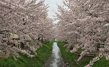 ゆめタウン佐賀東側の水路の桜の画像