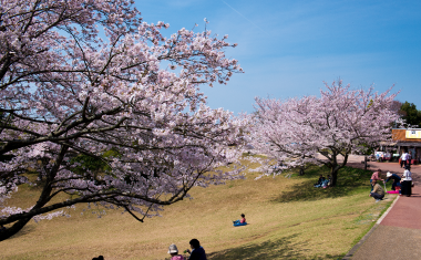 鏡山の桜の画像