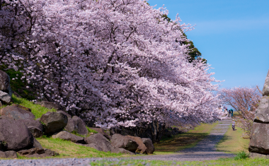 名護屋城跡の桜の画像