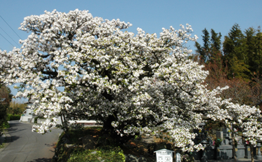 法光寺（ほうこうじ）の桜の画像