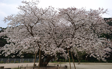 衣干山（きぬぼしやま）さくら公園の桜の画像