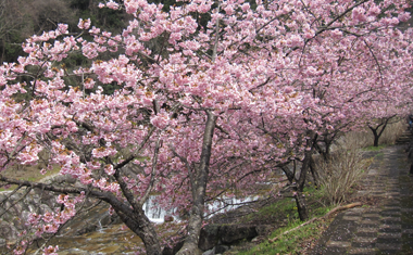 見帰りの滝の河津桜の画像