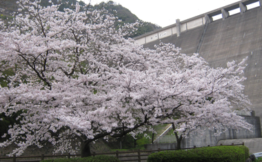 厳木ダムの桜の画像