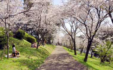 田代公園の桜の画像