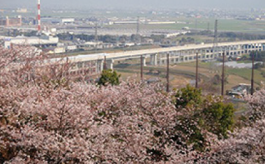 朝日山公園の桜の画像