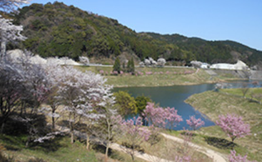 河内ダムの桜の画像