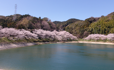 吉祥寺 亀の甲池の桜の画像