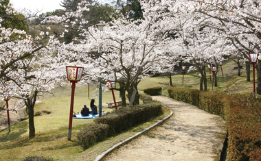中央公園の桜の画像
