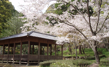 岩屋山渓桜公園の桜の画像