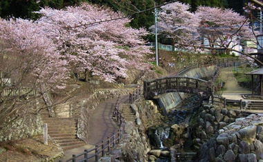 大川内山の桜の画像