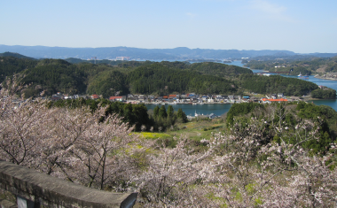 高尾山公園の桜の画像