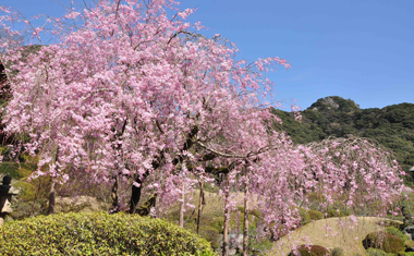 慧洲園の桜の画像