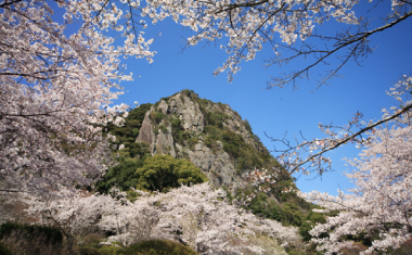 御船山楽園の桜の画像