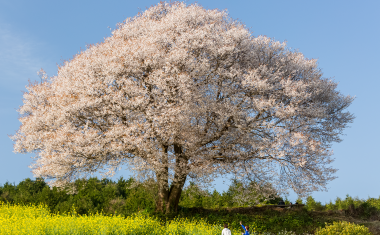 馬場の山桜の画像