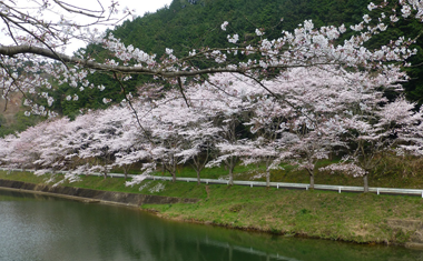 庭木ダムの桜の画像