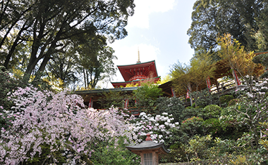 高野寺の桜とシャクナゲの画像