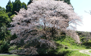 川内ジラカンス桜の画像