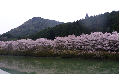 赤穂山八天桜の画像