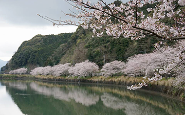 武雄温泉保養村の桜の画像