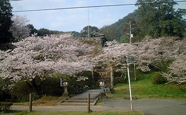武雄神社の桜の画像