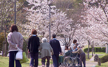 きたがた四季の丘公園の桜の画像