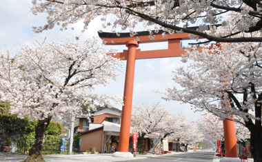 祐徳稲荷神社参道の桜の画像