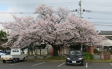 鹿島市役所の一本桜の画像