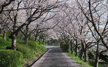 臥竜ヶ岡公園の桜の画像