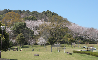 蟻尾山公園の桜の画像
