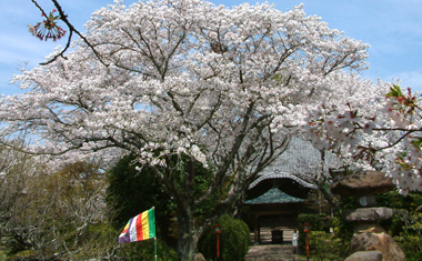 誕生院の桜の画像