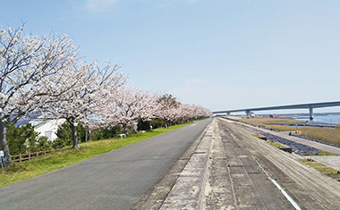 芦刈海岸の桜の画像