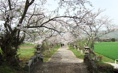 吉浦神社の桜の画像