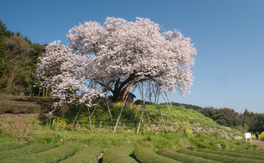 納戸料の百年桜の画像