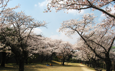 温泉公園の桜の画像