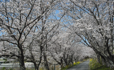 日の隈公園の桜の画像