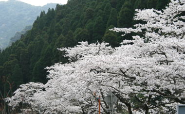 脊振渓谷の桜並木の画像
