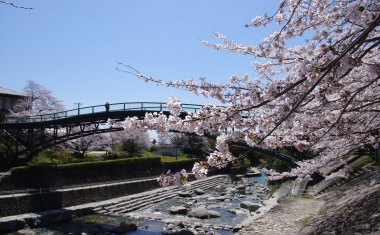 仁比山公園の桜の画像
