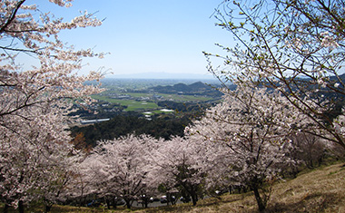 村制施行100周年記念塔の桜（千本桜）の画像