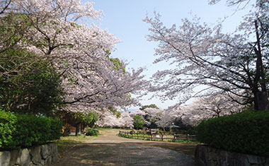 新池公園の桜の画像
