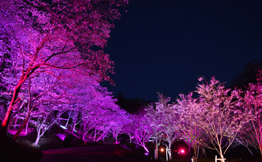 鎮西山の桜の画像