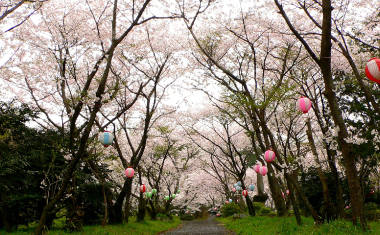 白坂公園の桜の画像