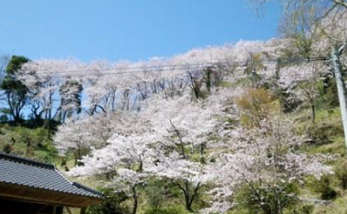 綾部神社宮山の桜の画像