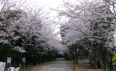 白石神社の桜の画像