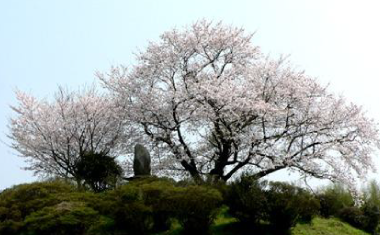 東尾大塚古墳一本桜の画像