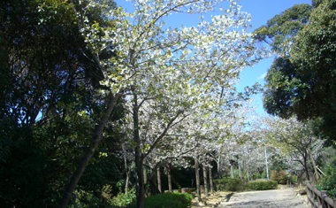 三島公園の桜の画像